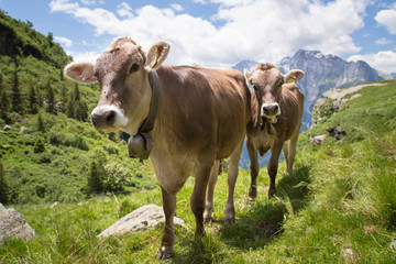 Fototapeta na wymiar Happy cows in the Alps