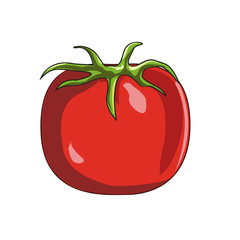 Fresh Tomato vegetable vector