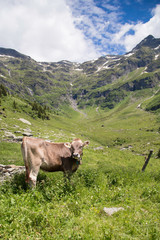 Happy cows in the Alps