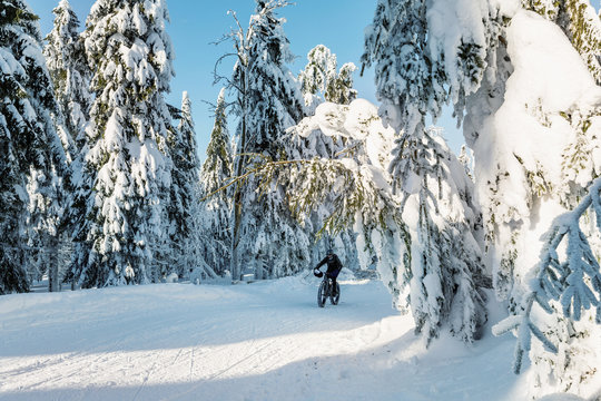 Mountain Biker Riding Bike on the Snowy Trail in the Beautiful Winter Forest. Trees covered with snow.