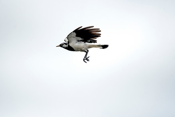 Magpie lark in flight