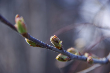 branch of a bird cherry tree in spring