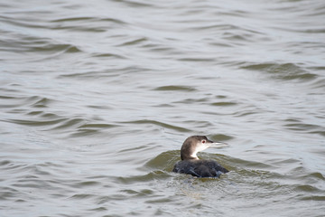 Common loon in Aransas National Wildlife Refuge