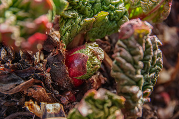 birth of rhubard