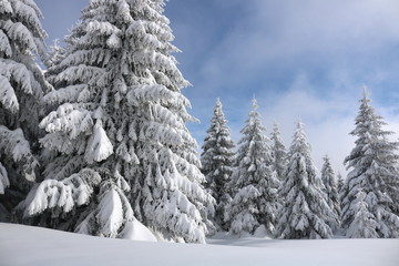 Spruce Tree Forest Covered by Snow in Winter