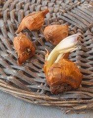 Tubers   colchicum