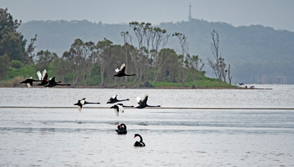 Black Swams in flight, Tuggerah Lake, Entrance, NSW, Australia