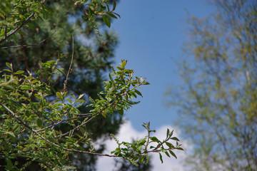 tree branches in spring