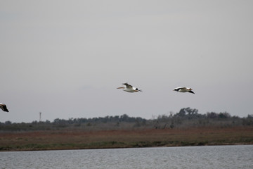 American white pelicans flying in Aranss National Widlife Refuge