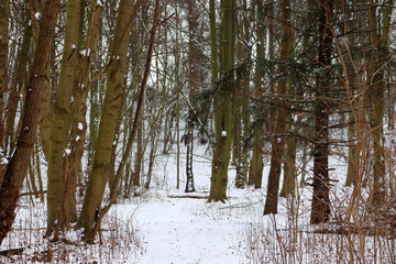 Fototapeta premium La forêt sous la neige