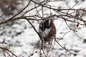 Un nid d'oiseau sous la neige