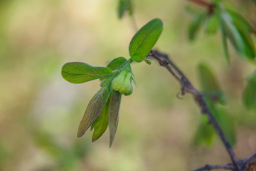 Fototapeta premium branch of a bush