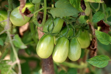 Fresh green long cherry tomatoes attached to vine growing in local garden surrounded with leaves and branches on warm summer day