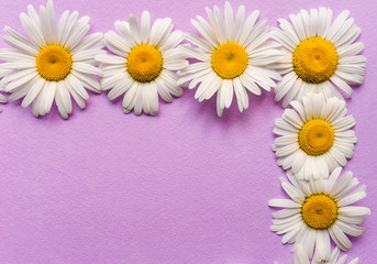 Obraz premium Natural herbal frame. White chamomile flowers on pink, purple paper background. Copy space, top view, close up, violet.