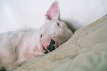 A cute white English bull terrier is sleeping on a bed with smile on the face