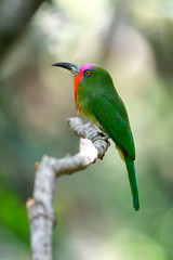 Birds in nature