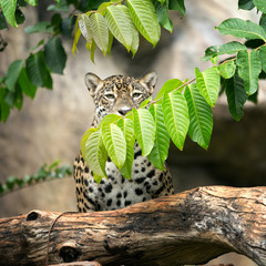 leopard