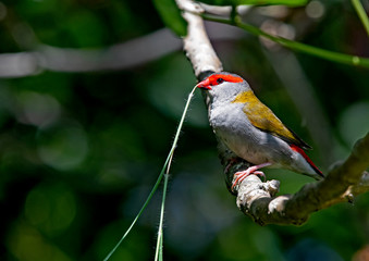 Red finch ready to build nest