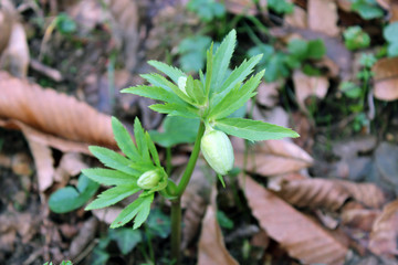 Elleboro helleborus