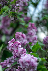 Fototapeta na wymiar Lilac beauty