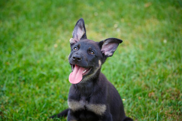 French Shepherd Puppy portrait in a park