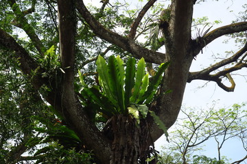 Plante parasite sur un tronc d'arbre