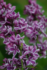 Obraz premium Burgundy lilac