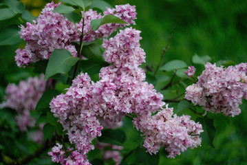 pale pink lilac