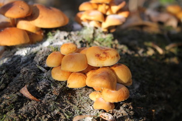 False mushrooms. October 2018.Picture taken on a Canon 1100D+Kit
