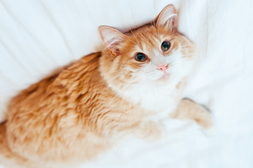 red ginger cat lies upside down at white bedsheet and looks at camera