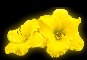 Beautiful yellow daylily flower