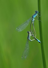Macro of two damselfly dragonflies making love