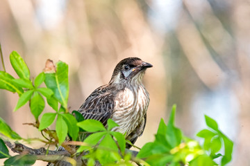 Honeyeater