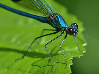 Macro of a blue broad-winged dragonfly