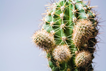 Green cactus with big needles. Small sizes. Succulent. House flower. White background. The isolated object.