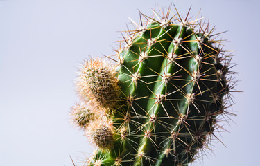 Green cactus with big needles. Small sizes. Succulent. House flower. White background. The isolated object.