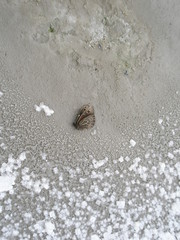 A dead butterfly lies on the surface of a dried-up lake