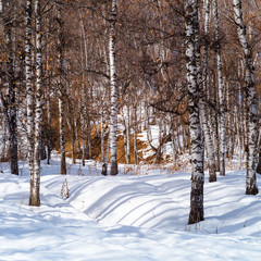 Birch trees forest in the mountains