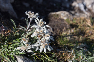 Edelweiß im Gebirge