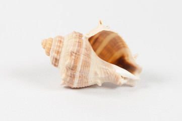 Beautiful natural shell - a clam house, natural beige colors on a bright white background