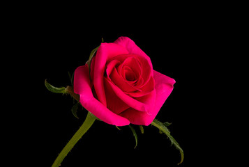 Pink Rose flower Isolated on Black Background