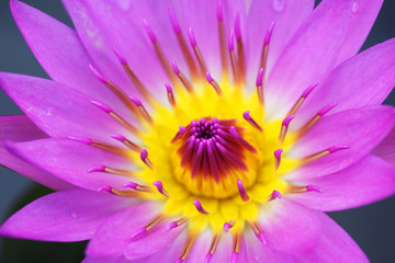 close up of beautiful blooming lotus flower