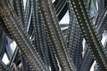 close up thorn of cactus background