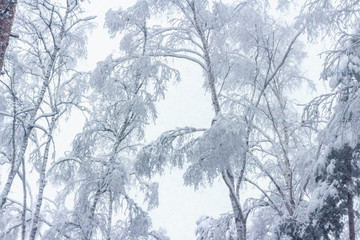 Winter forest. Forest after a heavy snowfall. Winter landscape
