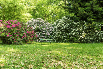 beautiful flowers in the rhododendron park