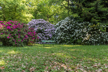 beautiful flowers in the rhododendron park