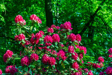 Fototapeta na wymiar beautiful flowers in the rhododendron park