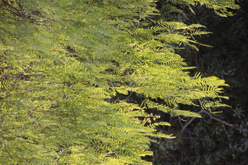 View to a tree. Jerusalem