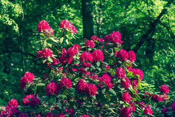 beautiful flowers in the rhododendron park