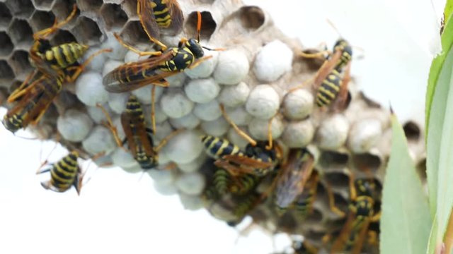 close up of wasp hive with wasps, eggs and white larvae. The Vespidae are family of wasps, including eusocial wasps and many solitary wasps